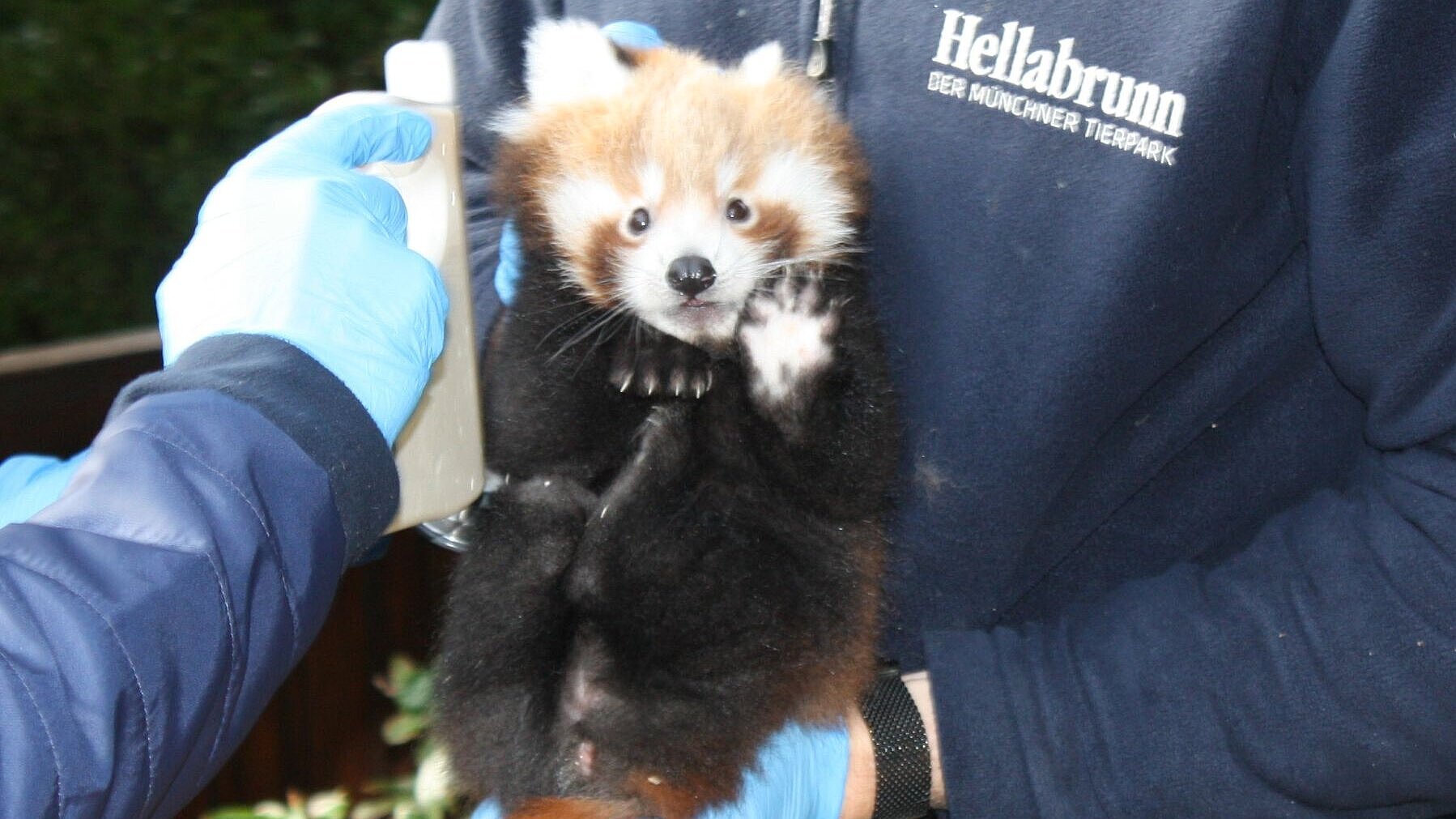 Roter Panda bei U1 durch die Tierärzte