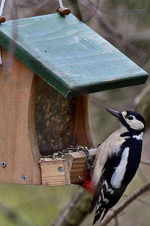 A spotted woodpecker at a feeder.
