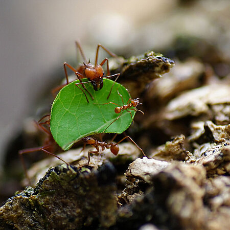 Some leafcutter ants carry a green leaf together.