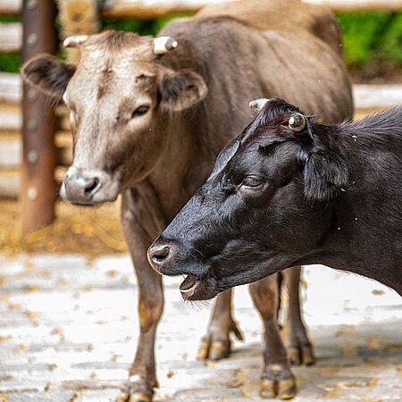 A silver-colored cow and a German cow are standing next to each other.