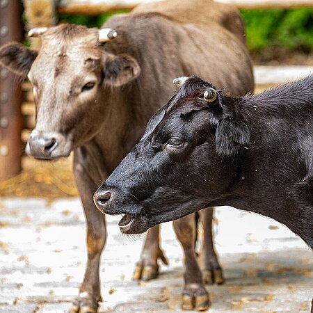 Ein silberfarbendes und ein schzwarzes Rind sind versetzt hinterinander auf einer Koppel zu sehen.