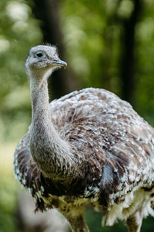Ein Darwin-Nandu steht im Grünen und blickt neugierig.