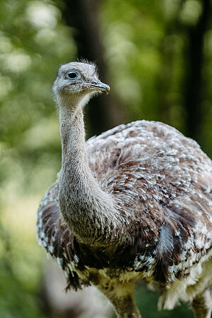 A Darwin nandu stands in the greenery and looks on curiously.