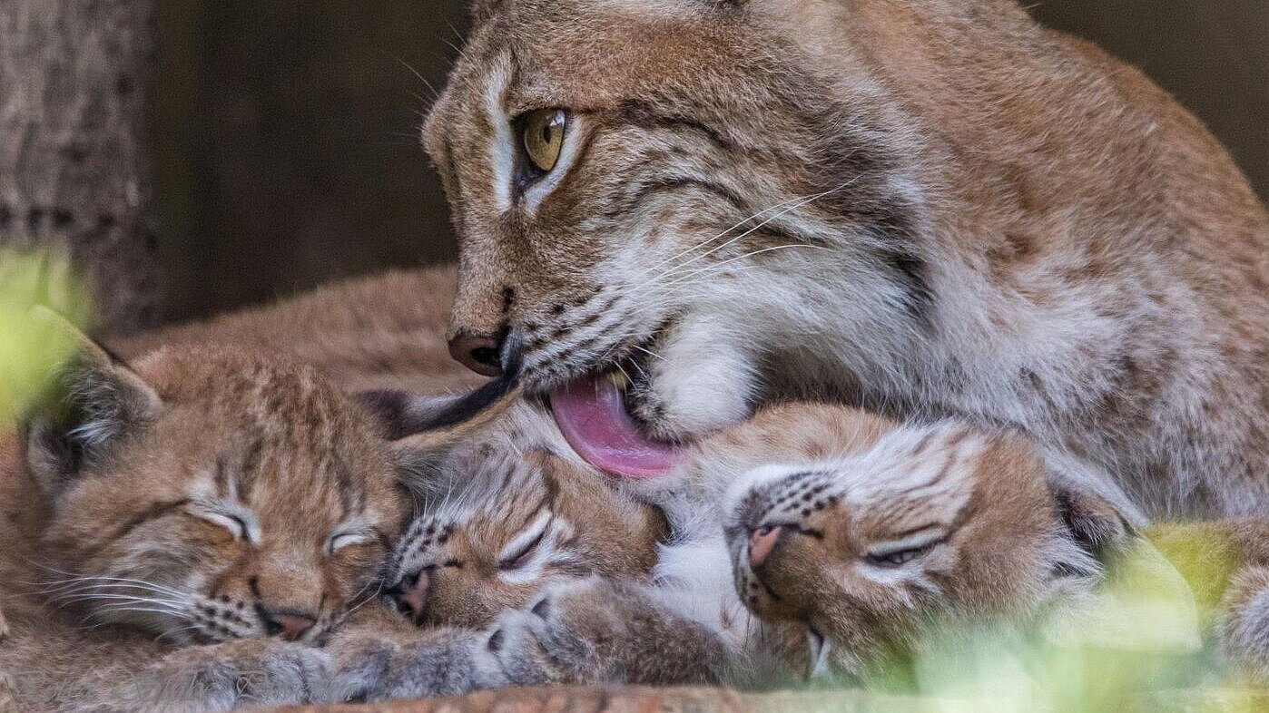 Europäischer Luchs mit Nachwuchs im Tierpark Hellabrunn