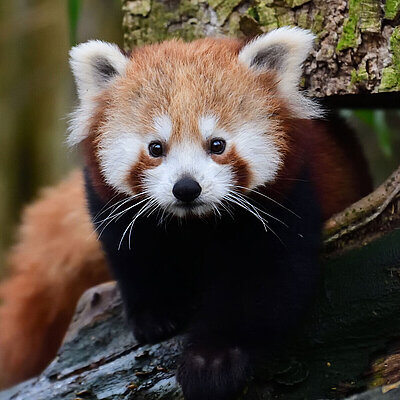 Ein Portrait eines roten Pandas im Tierpark Hellabrunn, welcher neugierig in die Kamera blickt.