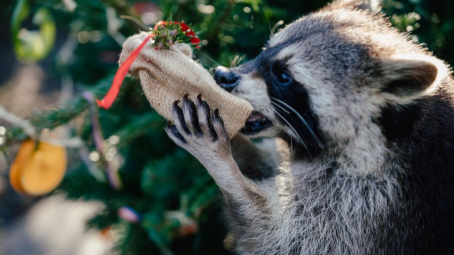 Weihnachten bei den Waschbären im Tierpark Hellabrunn 