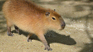 [Translate to English:] Wasserschwein Männchen