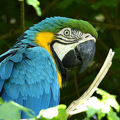 A yellow and breasted macaw is sitting in a leafy bush. The head of the animal can be seen from the side.