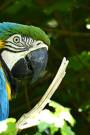 A yellow and breasted macaw is sitting in a leafy bush. The head of the animal can be seen from the side.