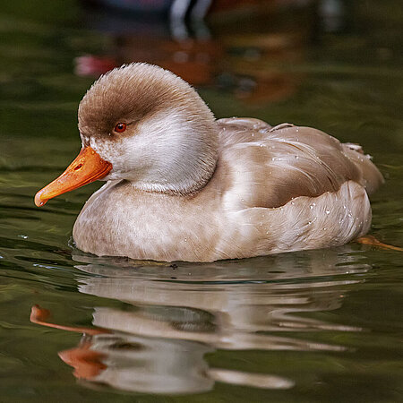 Das Bild zeigt eine schwimmende Kolbenente im Tierpark Hellabrunn.