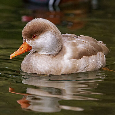 The picture shows a swimming Red-crested Pochard in the Hellabrunn Zoo.