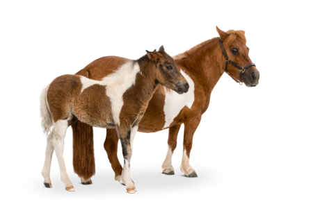 Shetlandpony Das Bild zeigt ein Shetlandpony. Vor dem Shetlandpony steht ein Shetlandpony Fohlen.