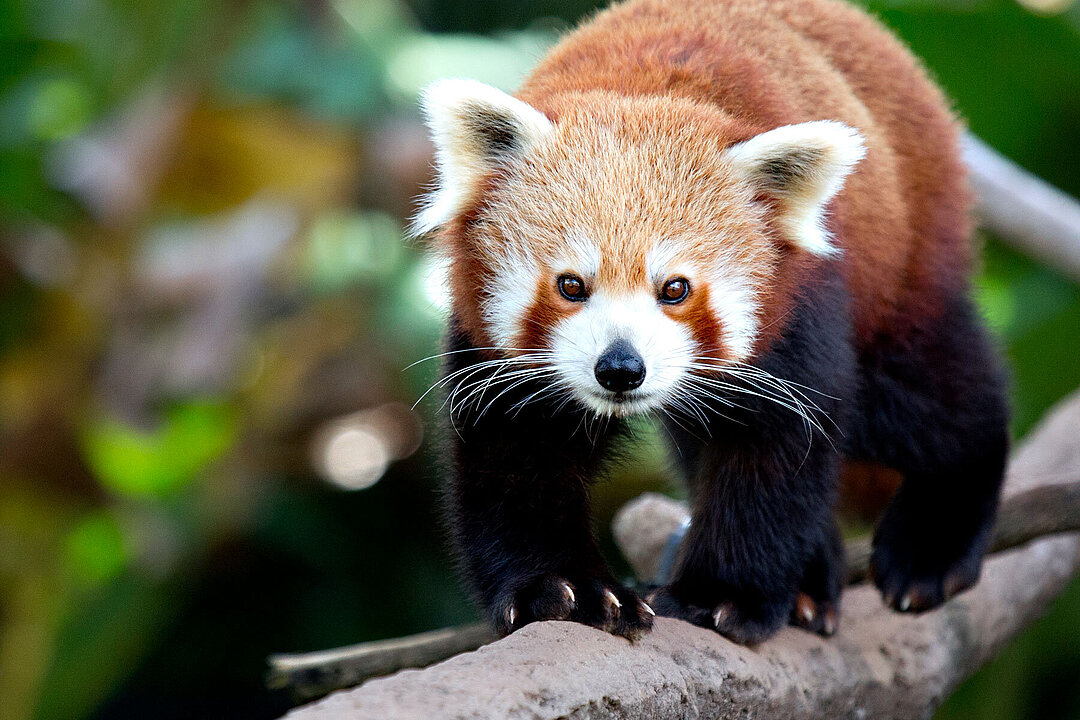 Ein roter Panda läuft auf einem Ast Richtung Kamera.