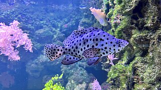 Paddelbarsch schwimmend im Hellabrunner Aquarium