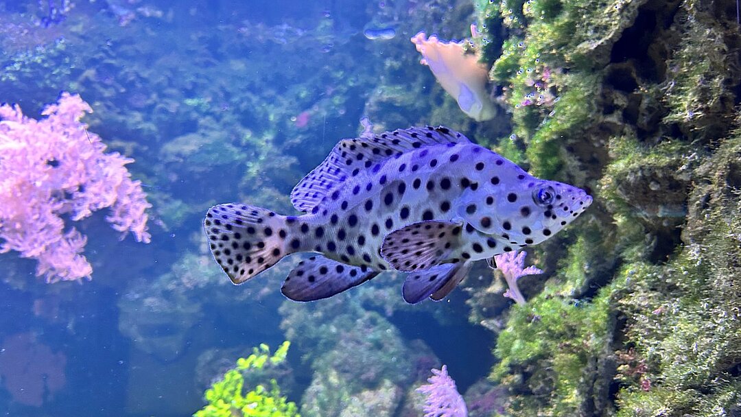 Paddlefish swimming in the Hellabrun Aquarium