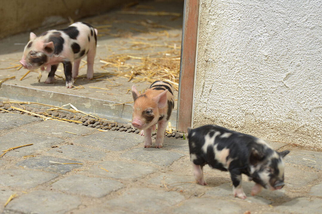 Drei Kunekune-Ferkel auf der Aussenanlage.