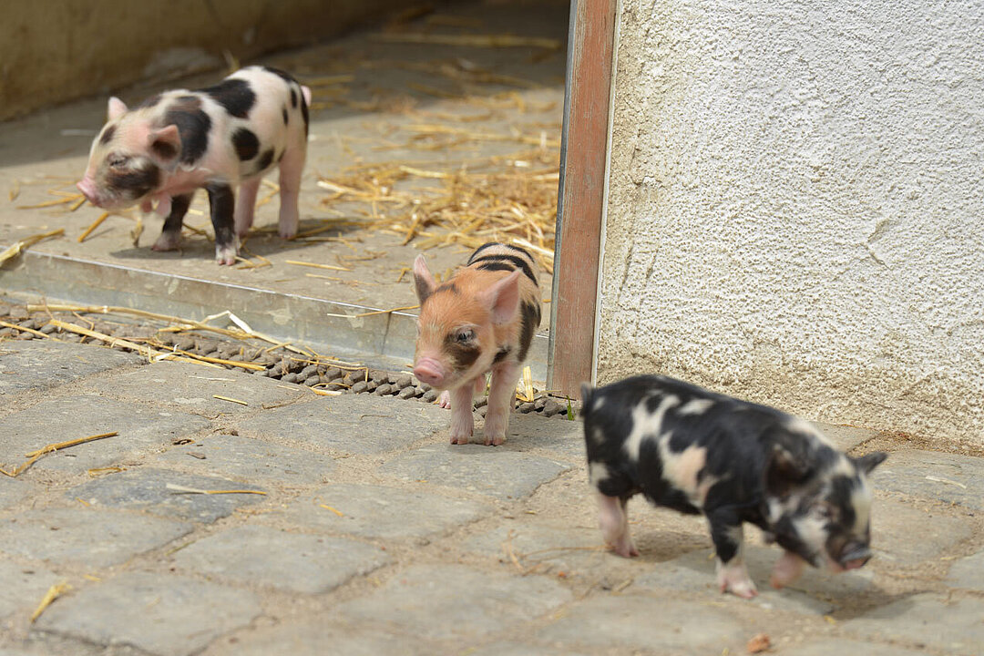 Drei der Kunekune-Ferkel trauen sich auf die Außenanlage.