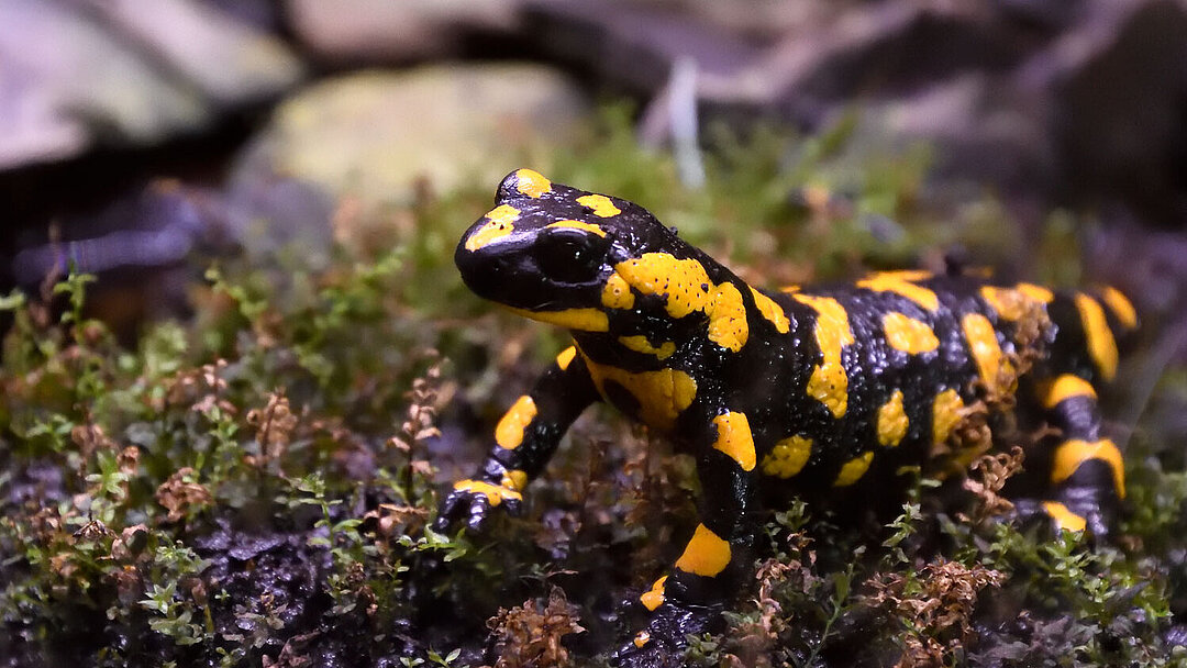 Feuersalamander sitzend auf Moos und Steinen