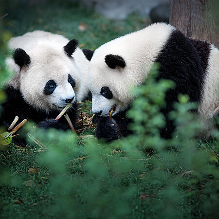 Großer Panda Zwei ausgewachsene Pandabären