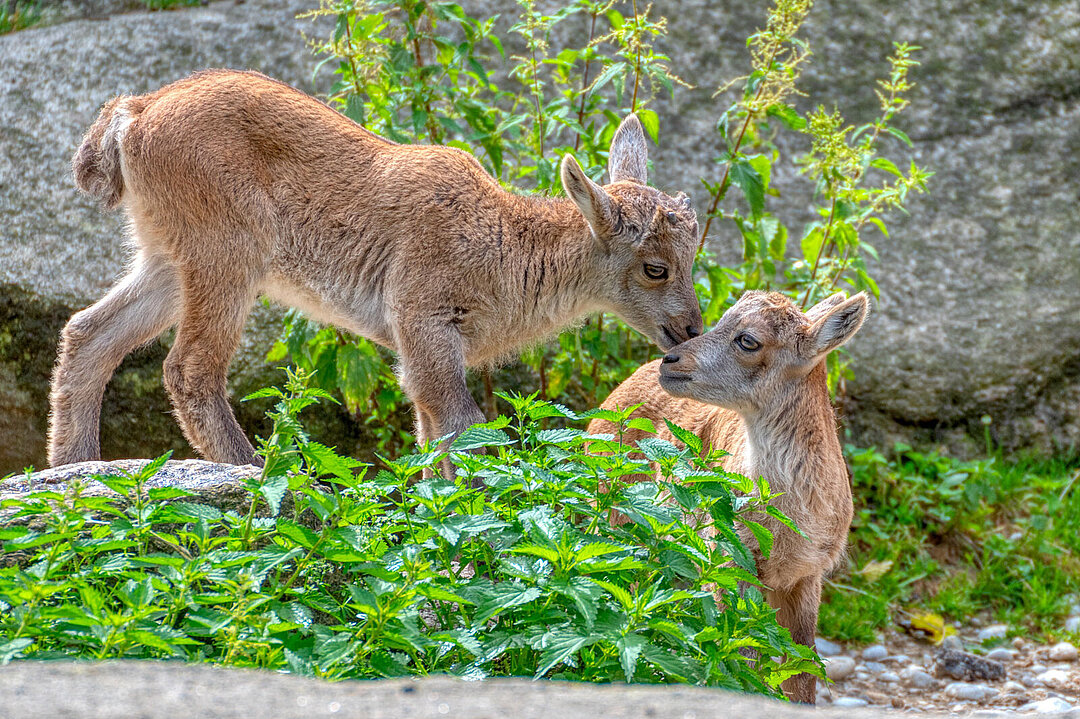 Zwei Alpensteinbock-Jungtiere beschnuppern sich.