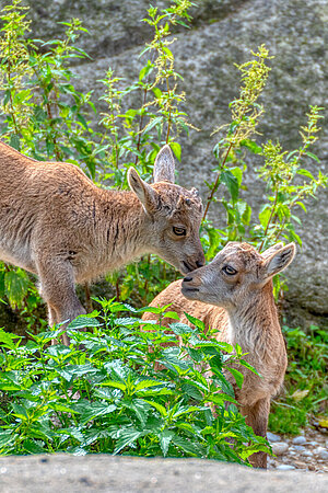 Zwei Alpensteinbock-Jungtiere beschnuppern sich.