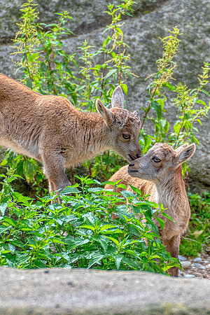 Zwei Alpensteinbock-Jungtiere.