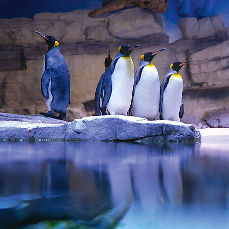 Mehrere Königspinguine stehen nebeneinander auf einem Felsen an der Wasserkante.