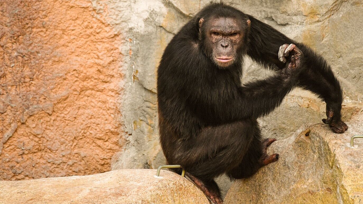 neues Schimpansen-Männchen im Tierpark Hellabrunn