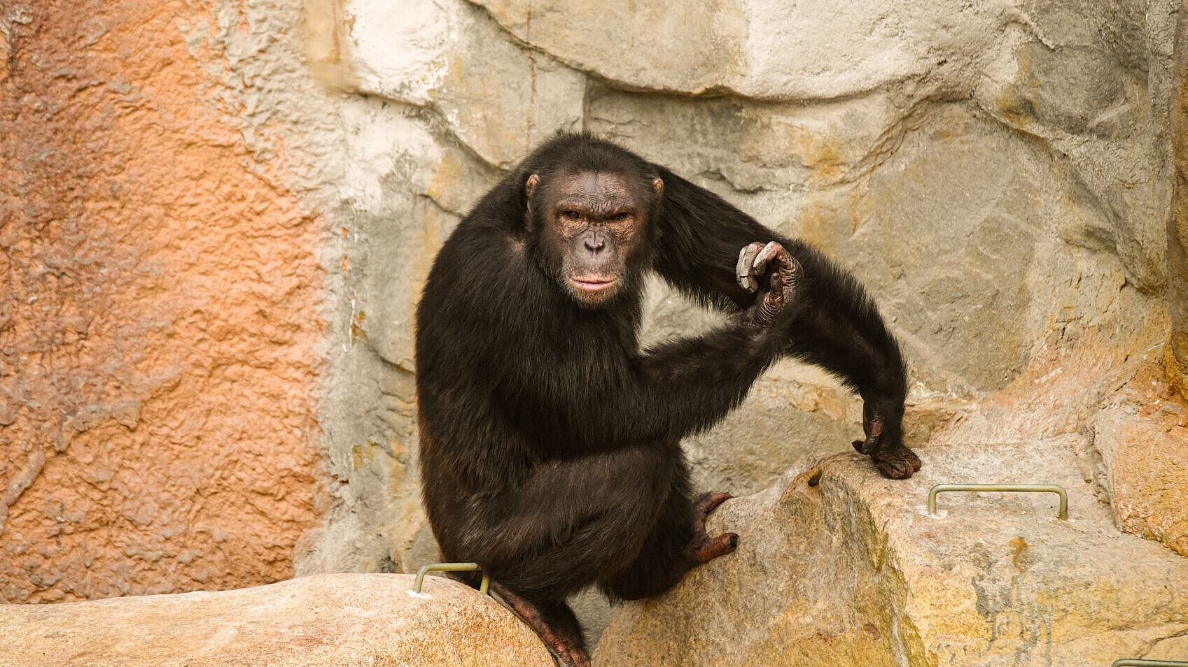 neues Schimpansen-Männchen im Tierpark Hellabrunn