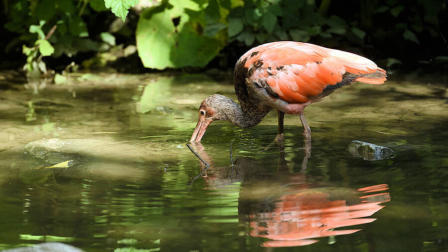 Ein roter Sichler taucht den Schnabel ins Wasser.