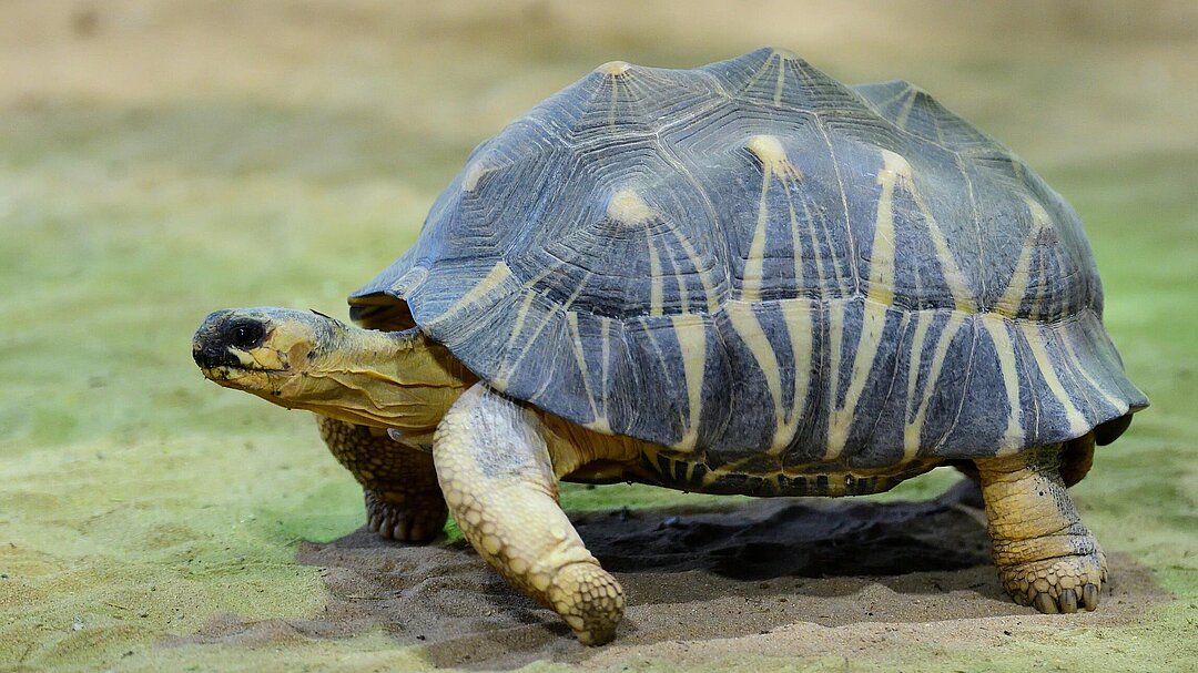 Strahlenschildkroete Gemma Borrell Hellabrunn