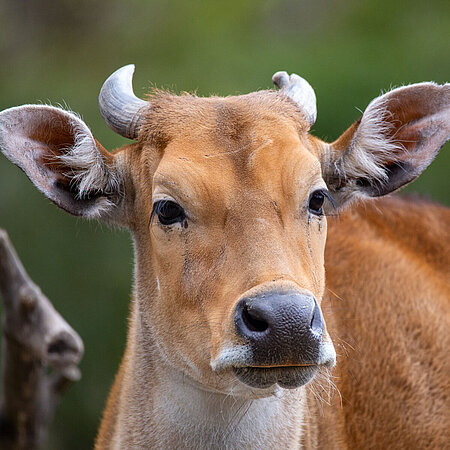 Ein Portrait von einem Banteng im Tierpark Hellabrunn.