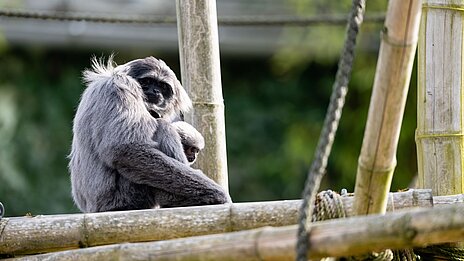 Silbergibbon mit Jungtier sitzend auf der sonnigen Außenanlage