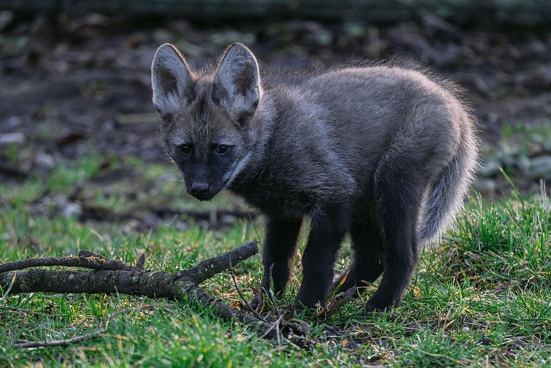 [Translate to English:] Ein Mähnenwolf-Jungtier.