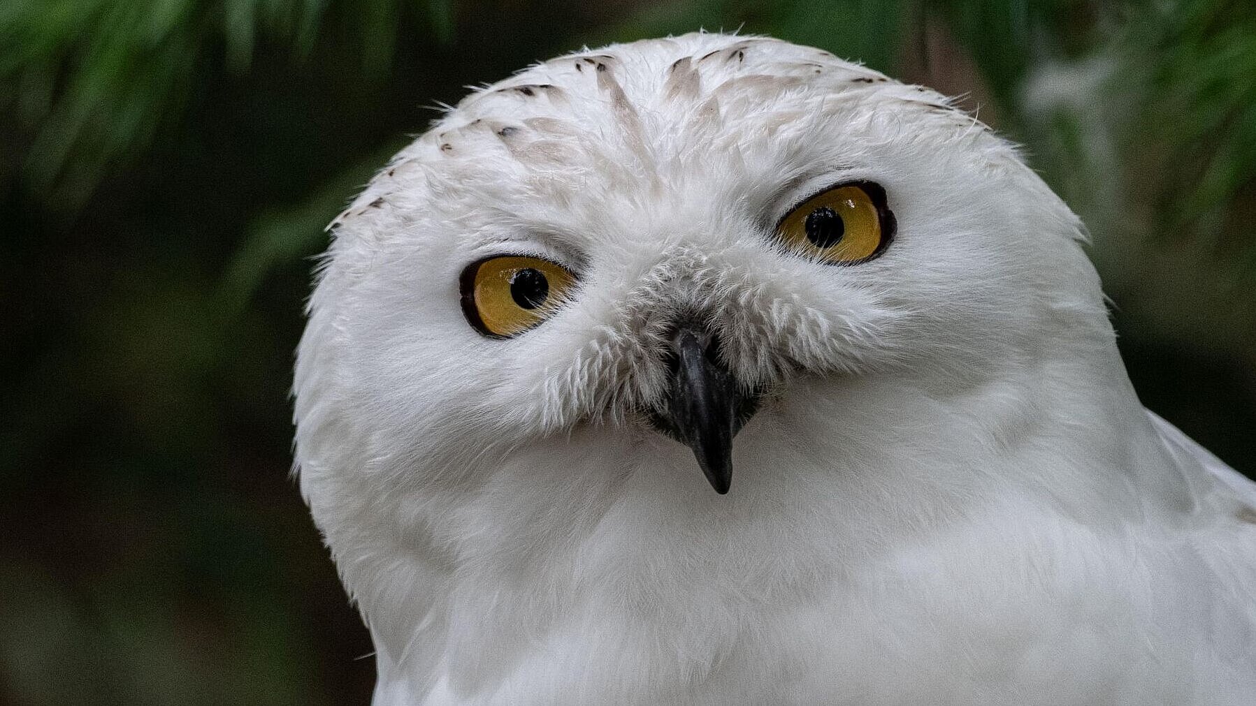 Schneeeule in der Polarwelt im Tierpark Hellabrunn 
