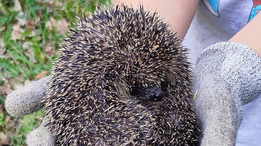 Ein Igel liegt auf der hand eines Menschen.