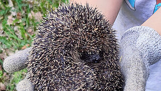 Ein Igel liegt auf der hand eines Menschen.