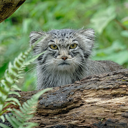 Ein Manul steht hinter einem umgefallenen Baumstamm, umgeben von grün.