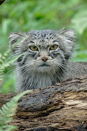 Ein Manul steht hinter einem umgefallenen Baumstamm, umgeben von grün.