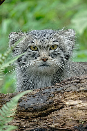 Ein Manul steht hinter einem umgefallenen Baumstamm, umgeben von grün.