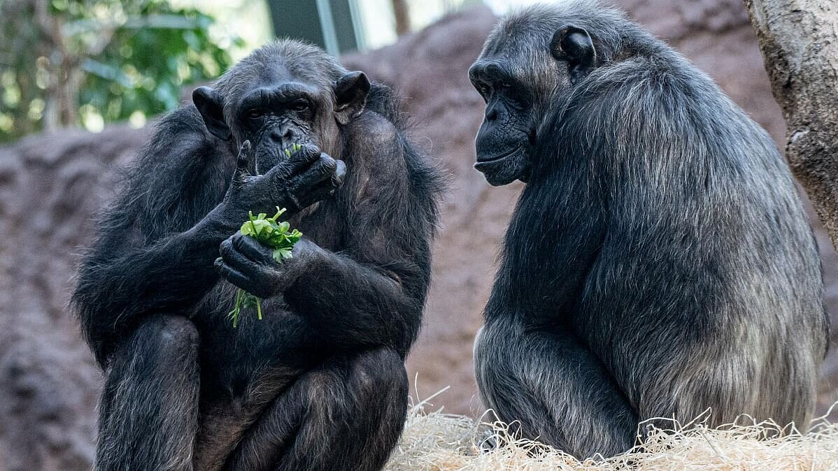 Schimpansen im Tierpark Hellabrunn