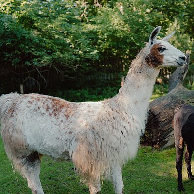 Links steht ein Lama und rechts zwei Alpaka. Sie schauen alle drei nach Rechts.