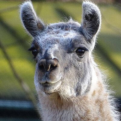 A llama at the Hellabrunn Zoo.