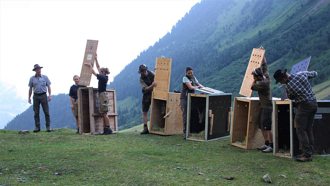 Der Moment der Auswilderung bei den Alpensteinböcken 