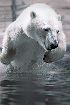 Ein Eisbär springt aus dem Wasser.