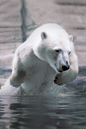 Ein Eisbär springt aus dem Wasser.