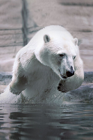A polar bear jumps out of the water.