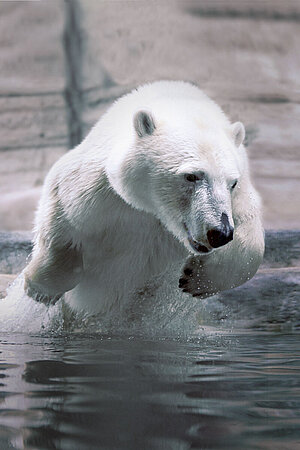 Ein Eisbär springt aus dem Wasser.