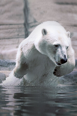 Ein Eisbär springt aus dem Wasser.