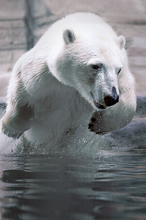 A polar bear jumps out of the water.